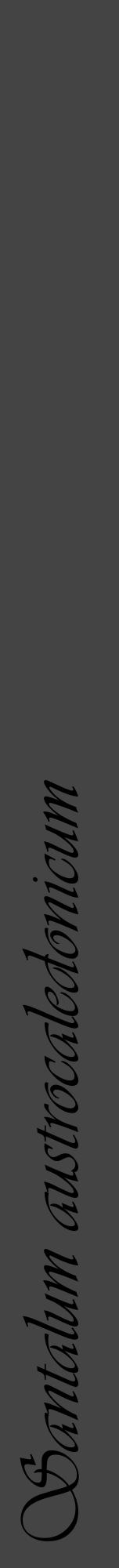 Étiquette de : Santalum austrocaledonicum - format a - style noire48viv avec comestibilité - position verticale