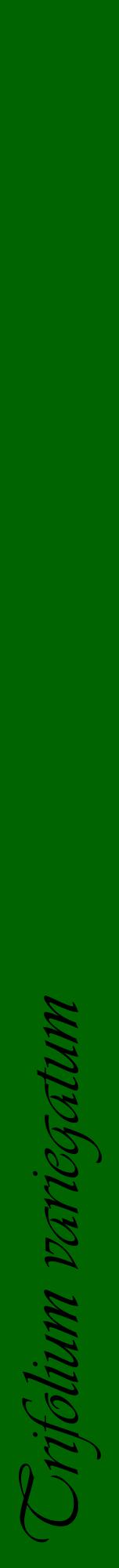Étiquette de : Trifolium variegatum - format a - style noire8viv avec comestibilité