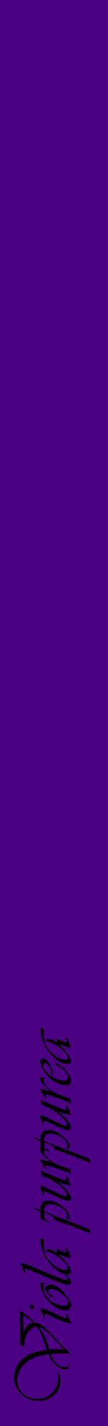 Étiquette de : Viola purpurea - format a - style noire47viv avec comestibilité