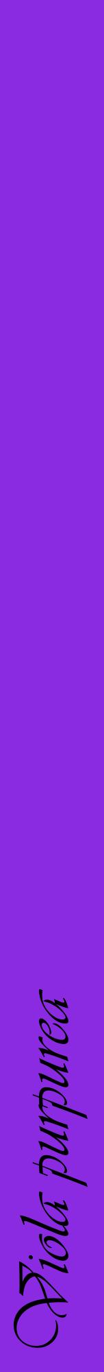 Étiquette de : Viola purpurea - format a - style noire49viv avec comestibilité