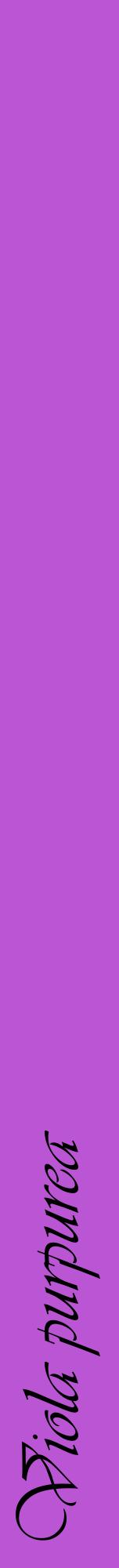 Étiquette de : Viola purpurea - format a - style noire50viv avec comestibilité
