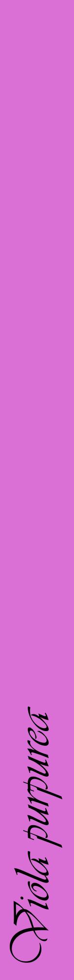 Étiquette de : Viola purpurea - format a - style noire52viv avec comestibilité
