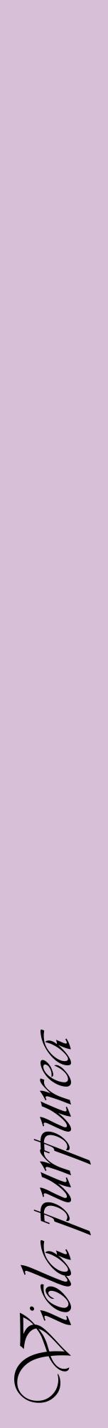Étiquette de : Viola purpurea - format a - style noire54viv avec comestibilité