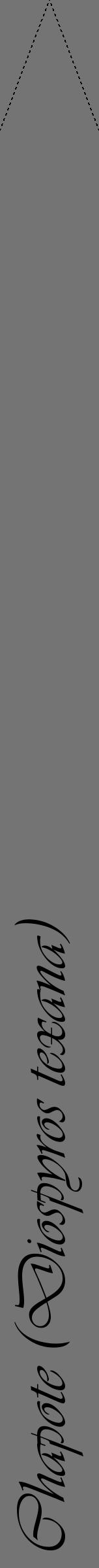 Étiquette de : Diospyros texana - format b - style noire26viv avec comestibilité - position verticale