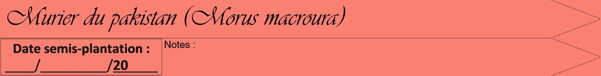 Étiquette de : Morus macroura - format b - style noire38viv avec comestibilité
