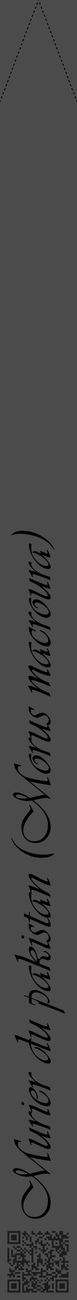 Étiquette de : Morus macroura - format b - style noire9viv avec qrcode et comestibilité - position verticale