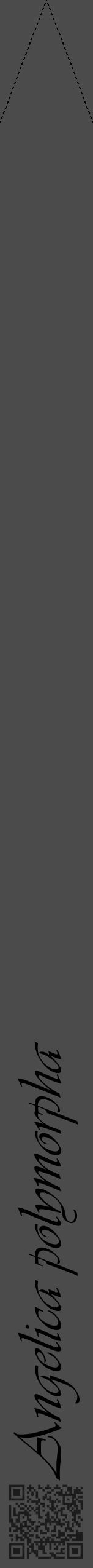 Étiquette de : Angelica polymorpha - format b - style noire9viv avec qrcode et comestibilité - position verticale