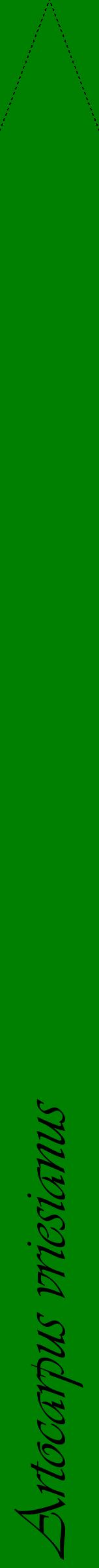 Étiquette de : Artocarpus vriesianus - format b - style noire9viv avec comestibilité