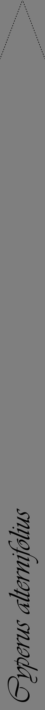 Étiquette de : Cyperus alternifolius - format b - style noire31viv avec comestibilité - position verticale