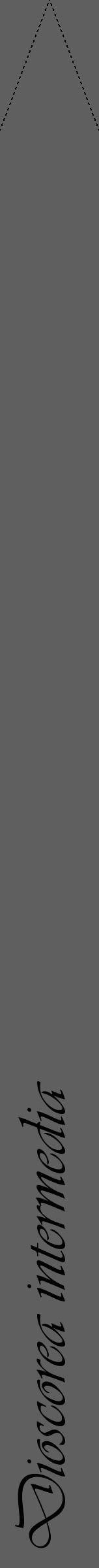 Étiquette de : Dioscorea intermedia - format b - style noire10viv avec comestibilité - position verticale
