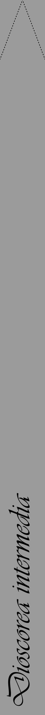 Étiquette de : Dioscorea intermedia - format b - style noire52viv avec comestibilité - position verticale