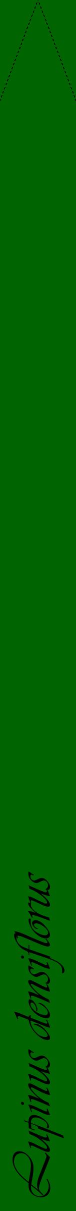 Étiquette de : Lupinus densiflorus - format b - style noire8viv avec comestibilité