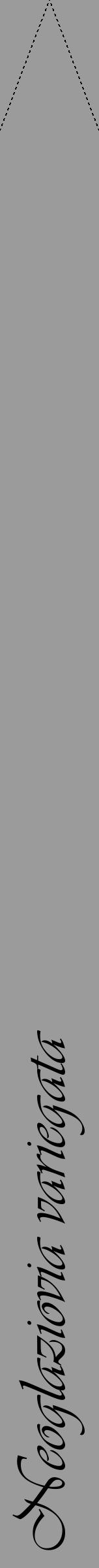 Étiquette de : Neoglaziovia variegata - format b - style noire52viv avec comestibilité - position verticale