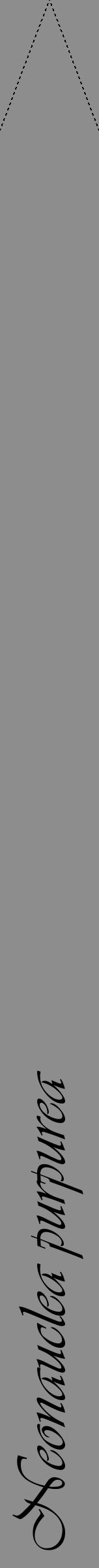 Étiquette de : Neonauclea purpurea - format b - style noire2viv avec comestibilité - position verticale