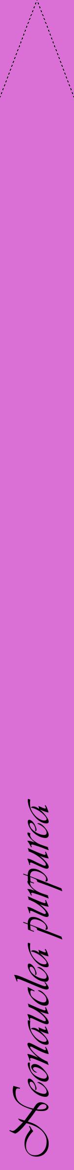 Étiquette de : Neonauclea purpurea - format b - style noire52viv avec comestibilité