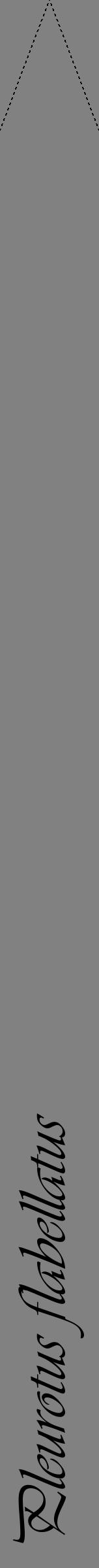Étiquette de : Pleurotus flabellatus - format b - style noire50viv avec comestibilité - position verticale