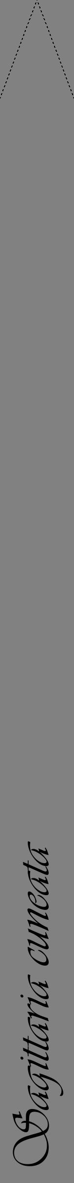 Étiquette de : Sagittaria cuneata - format b - style noire50viv avec comestibilité - position verticale