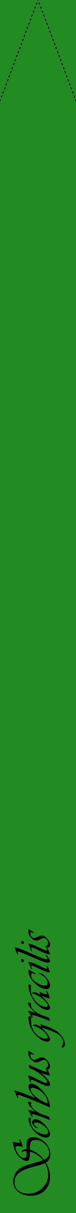 Étiquette de : Sorbus gracilis - format b - style noire10viv avec comestibilité