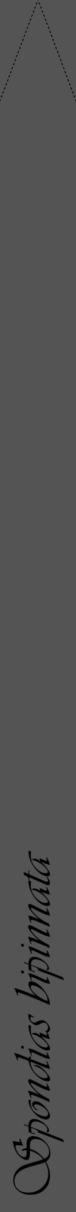 Étiquette de : Spondias bipinnata - format b - style noire36viv avec comestibilité - position verticale