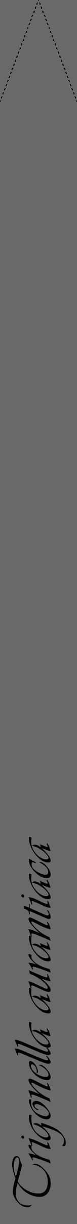 Étiquette de : Trigonella aurantiaca - format b - style noire51viv avec comestibilité - position verticale