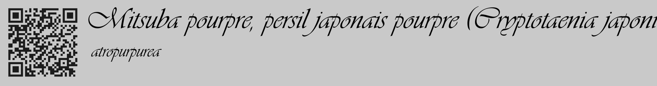 Étiquette de : Cryptotaenia japonica atropurpurea - format c - style noire54_basique_basiqueviv avec qrcode et comestibilité