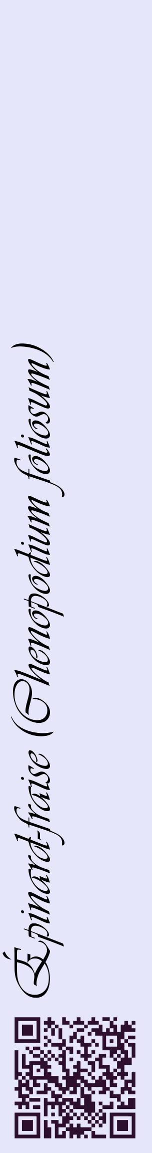 Étiquette de : Chenopodium foliosum - format c - style noire55_basiqueviv avec qrcode et comestibilité