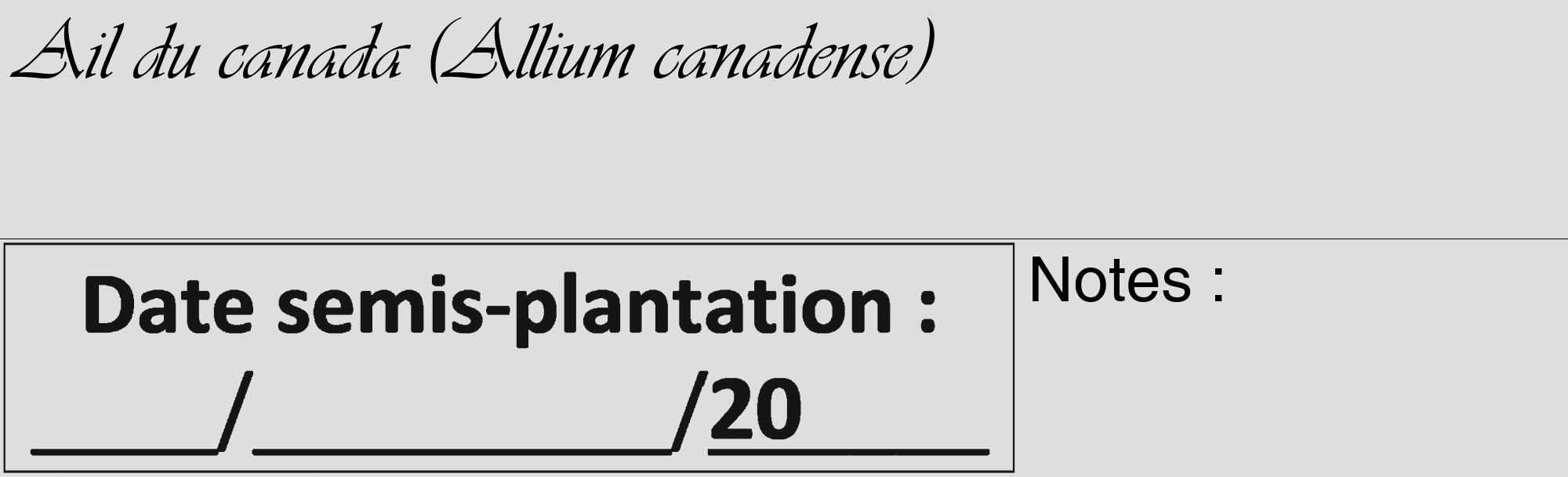 Étiquette de : Allium canadense - format c - style noire20_basique_basiqueviv avec comestibilité