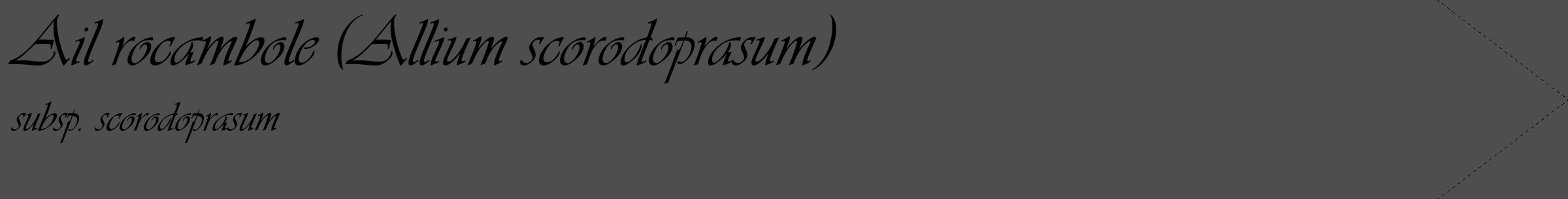 Étiquette de : Allium scorodoprasum subsp. scorodoprasum - format c - style noire33_simple_simpleviv avec comestibilité