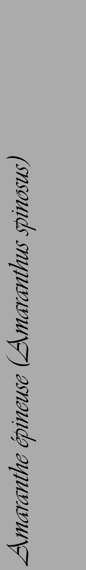 Étiquette de : Amaranthus spinosus - format c - style noire37_basique_basiqueviv avec comestibilité - position verticale