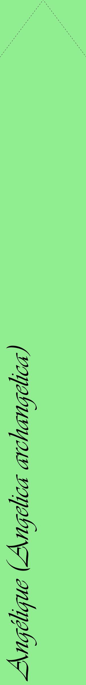 Étiquette de : Angelica archangelica - format c - style noire15_simpleviv avec comestibilité