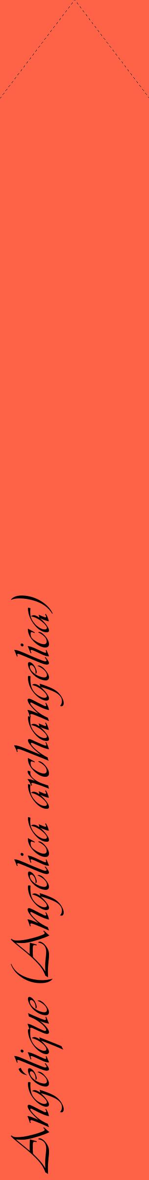 Étiquette de : Angelica archangelica - format c - style noire25_simpleviv avec comestibilité