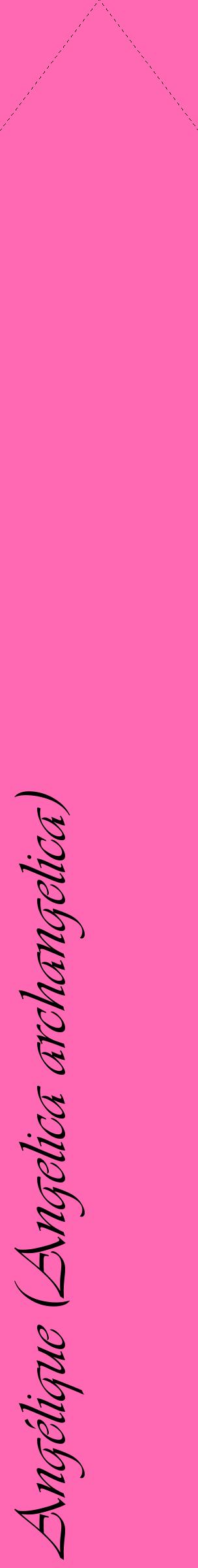 Étiquette de : Angelica archangelica - format c - style noire42_simpleviv avec comestibilité