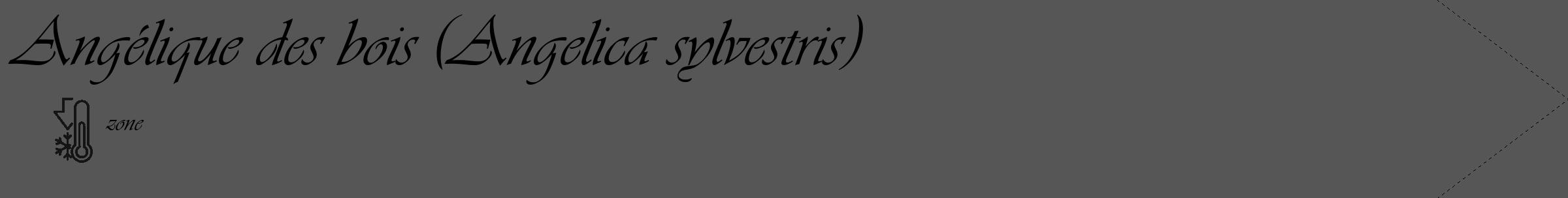 Étiquette de : Angelica sylvestris - format c - style noire45_simple_simpleviv avec comestibilité