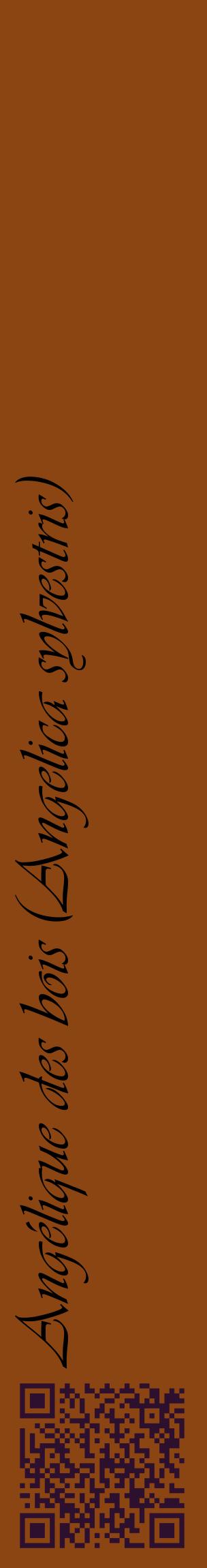Étiquette de : Angelica sylvestris - format c - style noire30_basiqueviv avec qrcode et comestibilité