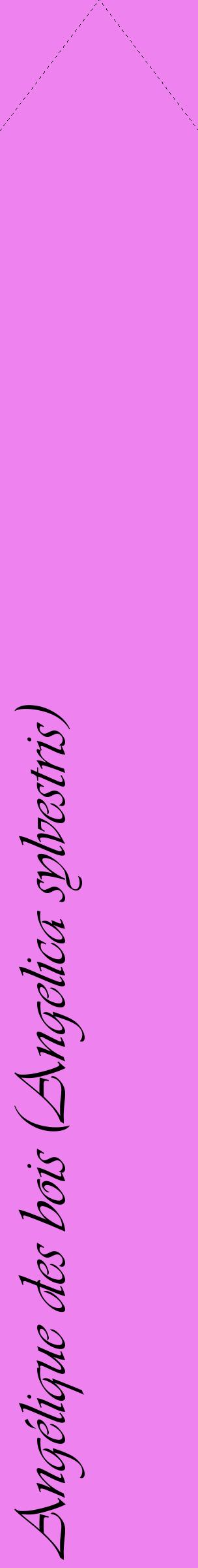 Étiquette de : Angelica sylvestris - format c - style noire53_simpleviv avec comestibilité