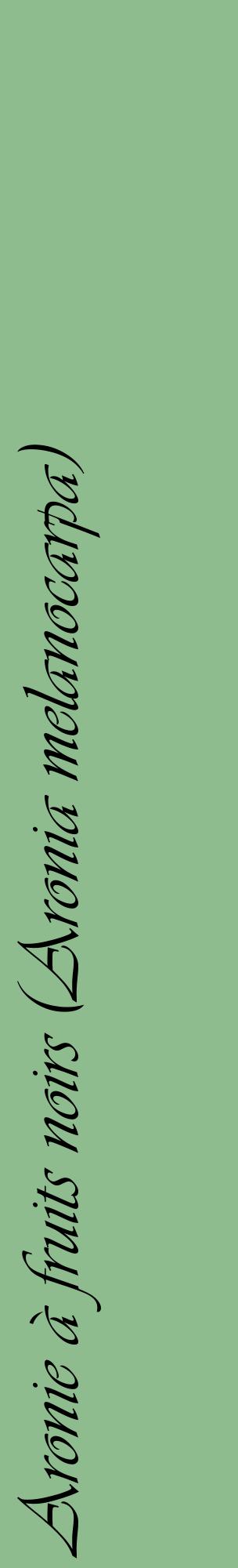 Étiquette de : Aronia melanocarpa - format c - style noire13_basiqueviv avec comestibilité
