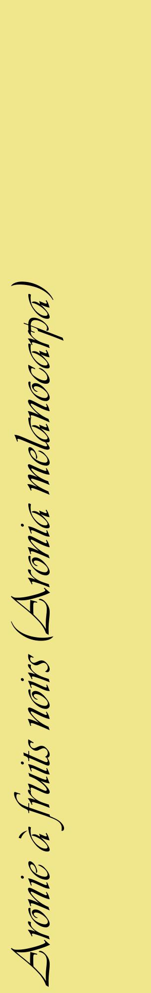 Étiquette de : Aronia melanocarpa - format c - style noire20_basiqueviv avec comestibilité