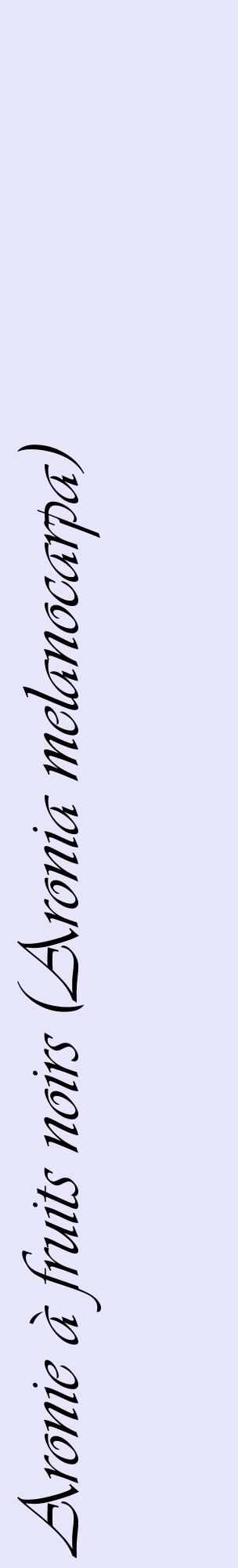Étiquette de : Aronia melanocarpa - format c - style noire55_basiqueviv avec comestibilité