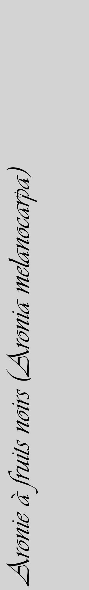Étiquette de : Aronia melanocarpa - format c - style noire56_basiqueviv avec comestibilité