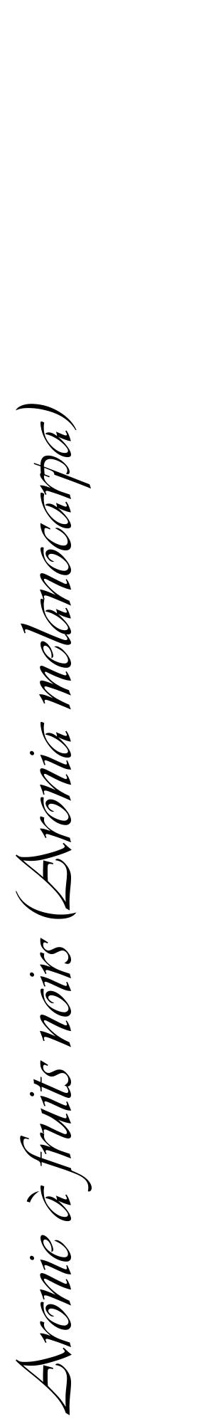 Étiquette de : Aronia melanocarpa - format c - style noire60_basiqueviv avec comestibilité