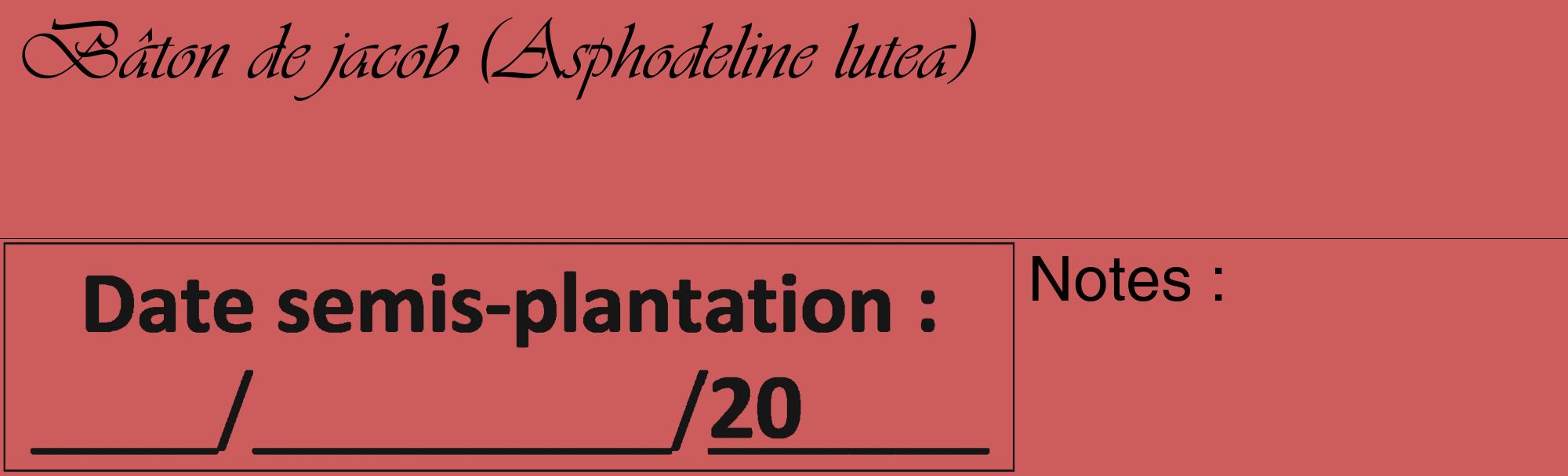 Étiquette de : Asphodeline lutea - format c - style noire35_basique_basiqueviv avec comestibilité