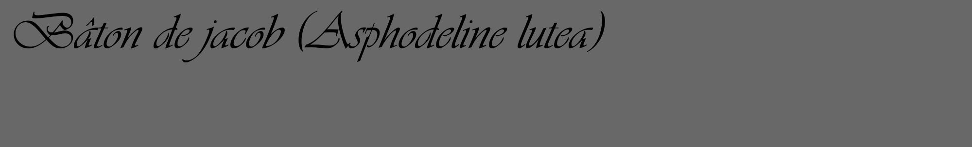 Étiquette de : Asphodeline lutea - format c - style noire43_basique_basiqueviv avec comestibilité