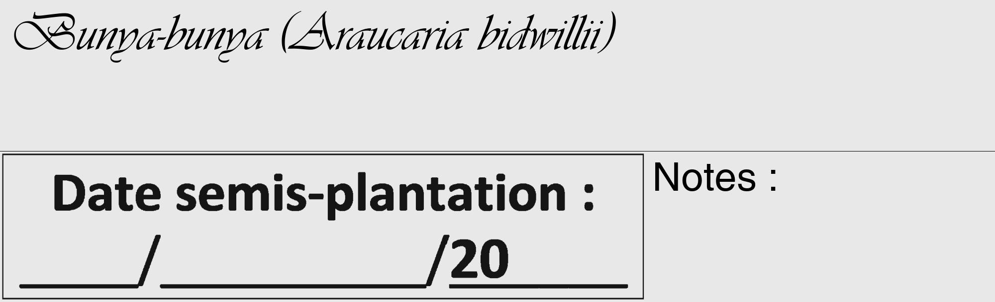 Étiquette de : Araucaria bidwillii - format c - style noire55_basique_basiqueviv avec comestibilité
