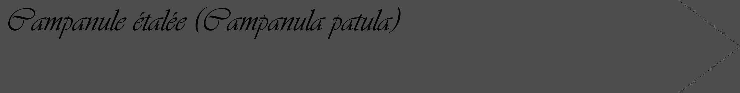 Étiquette de : Campanula patula - format c - style noire28_simple_simpleviv avec comestibilité