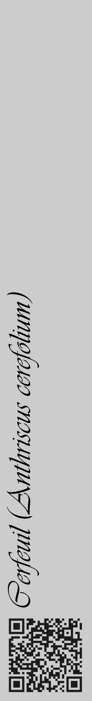 Étiquette de : Anthriscus cerefolium - format c - style noire0_basique_basiqueviv avec qrcode et comestibilité - position verticale