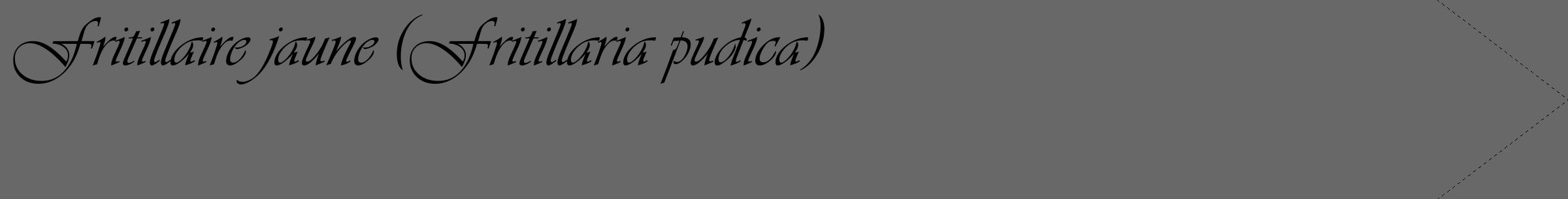 Étiquette de : Fritillaria pudica - format c - style noire43_simple_simpleviv avec comestibilité