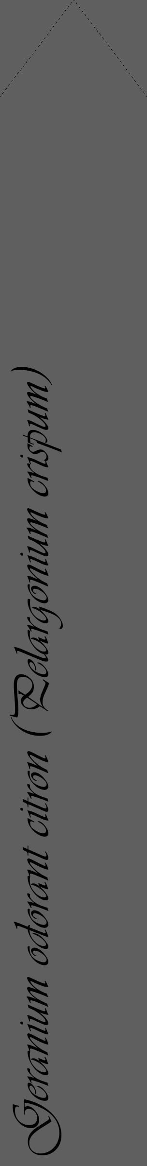 Étiquette de : Pelargonium crispum - format c - style noire10_simple_simpleviv avec comestibilité - position verticale