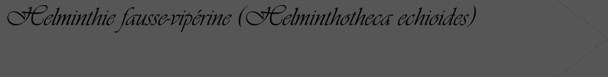 Étiquette de : Helminthotheca echioides - format c - style noire45_simple_simpleviv avec comestibilité
