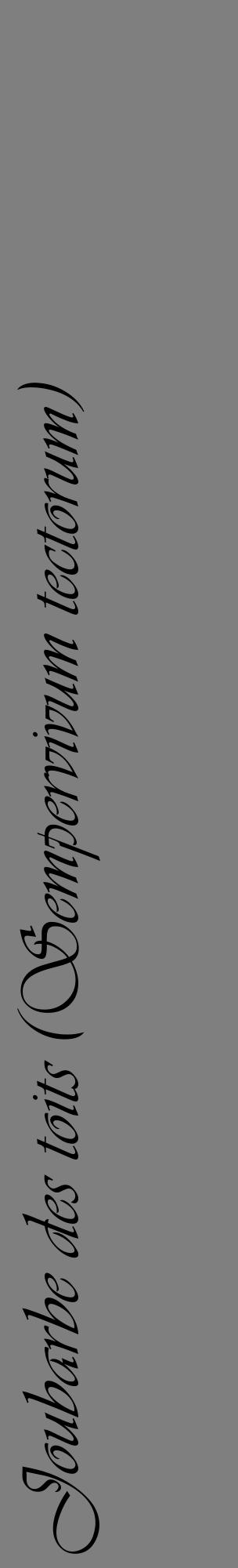 Étiquette de : Sempervivum tectorum - format c - style noire31_basique_basiqueviv avec comestibilité - position verticale