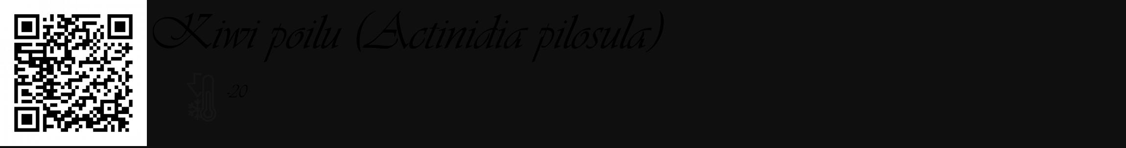 Étiquette de : Actinidia pilosula - format c - style noire7_basique_basiqueviv avec qrcode et comestibilité